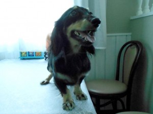 カニンヘンダックス ペコ ブラックイエロー