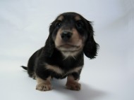 ミニチュアダックス 子犬 ブラック＆クリーム 男の子 エドの赤ちゃん 11/14生まれ