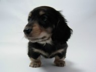 ミニチュアダックス 子犬 ブラック&クリーム 男の子 エドの赤ちゃん 11/14生まれ ミニチュアダックス 子犬 ブラック&クリーム 男の子 エドの赤ちゃん 11/14生まれ