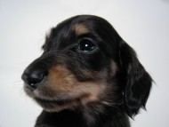 カニンヘン 子犬 ブラック&クリーム 男の子 しずるの赤ちゃん 11/18生まれ カニンヘン 子犬 ブラック&クリーム 男の子 しずるの赤ちゃん 11/18生まれ