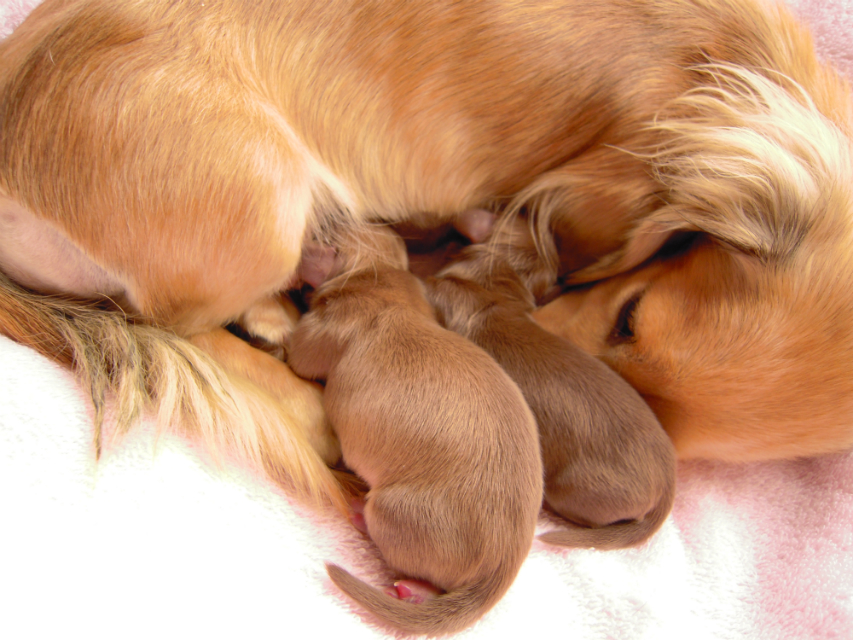 子犬 出産 カニンヘンのベルサスが12月3日出産しました