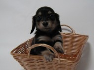 カニンヘン 子犬 ブラック＆クリーム 男の子 しずるの赤ちゃん 11/18生まれ