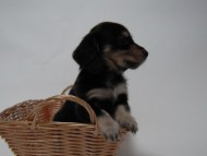 カニンヘン 子犬 ブラック＆クリーム 男の子 しずるの赤ちゃん 11/18生まれ