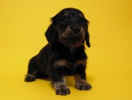 カニンヘン 子犬 ブラック＆クリーム 男の子 しずるの赤ちゃん 11/18生まれ