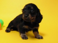 カニンヘン 子犬 ブラック＆クリーム 男の子 しずるの赤ちゃん 11/18生まれ