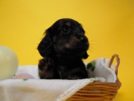 カニンヘン 子犬 ブラック＆クリーム 男の子 しずるの赤ちゃん 11/18生まれ