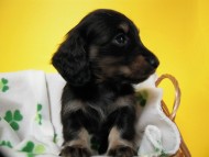 カニンヘン 子犬 ブラック＆クリーム 男の子 しずるの赤ちゃん 11/18生まれ