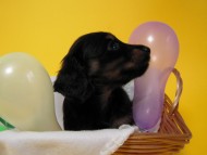 カニンヘン 子犬 ブラック＆クリーム 男の子 しずるの赤ちゃん 11/18生まれ