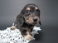 カニンヘン 子犬 ブラック&クリーム 女の子 しずるの赤ちゃん 11/18生まれ カニンヘン 子犬 ブラック&クリーム 女の子 しずるの赤ちゃん 11/18生まれ