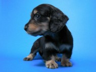 カニンヘン 子犬 ブラック＆クリーム 女の子 しずるの赤ちゃん 11/18生まれ