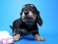 カニンヘン 子犬 ブラック＆クリーム 女の子 しずるの赤ちゃん 11/18生まれ