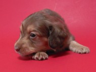 カニンヘン 子犬 チョコ系　男の子 ベルサスの赤ちゃん　12/3生まれ