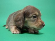 カニンヘン 子犬 チョコ系　女の子 ベルサスの赤ちゃん　12/3生まれ