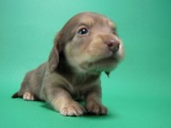 カニンヘン 子犬 チョコ系　女の子 ベルサスの赤ちゃん　12/3生まれ