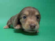 カニンヘン 子犬 チョコ系 女の子 ベルサスの赤ちゃん 12/3生まれ カニンヘン 子犬 チョコ系 女の子 ベルサスの赤ちゃん 12/3生まれ