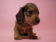 カニンヘン 子犬 シェーデットレット 男の子 ユジンの赤ちゃん 11/16生まれ カニンヘン 子犬 シェーデットレット 男の子 ユジンの赤ちゃん 11/16生まれ