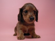 カニンヘン 子犬 シェーデットレット 男の子 ユジンの赤ちゃん 11/16生まれ カニンヘン 子犬 シェーデットレット 男の子 ユジンの赤ちゃん 11/16生まれ