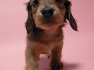 カニンヘン 子犬 シェーデットレット 男の子 ユジンの赤ちゃん 11/16生まれ