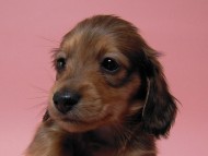 カニンヘン 子犬 シェーデットレット 男の子 ユジンの赤ちゃん 11/16生まれ