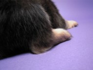 カニンヘン 子犬 シェーデットクリーム 男の子 ユジンの赤ちゃん 11/16生まれ