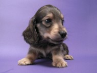 カニンヘン 子犬 シェーデットクリーム 男の子 ユジンの赤ちゃん 11/16生まれ