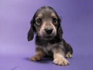 カニンヘン 子犬 シェーデットクリーム 男の子 ユジンの赤ちゃん 11/16生まれ