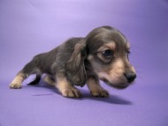 カニンヘン 子犬 シェーデットクリーム 男の子 ユジンの赤ちゃん 11/16生まれ