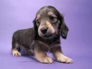 カニンヘン 子犬 シェーデットクリーム 男の子 ユジンの赤ちゃん 11/16生まれ