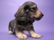 カニンヘン 子犬 シェーデットクリーム 男の子 ユジンの赤ちゃん 11/16生まれ