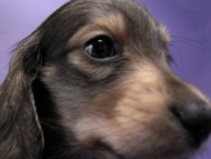 カニンヘン 子犬 シェーデットクリーム 男の子 ユジンの赤ちゃん 11/16生まれ