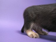 カニンヘン 子犬 シェーデットクリーム 男の子 ユジンの赤ちゃん 11/16生まれ