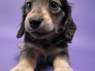 カニンヘン 子犬 シェーデットクリーム 男の子 ユジンの赤ちゃん 11/16生まれ