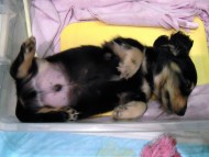 ミニチュアダックス 子犬 ブラック＆クリーム 男の子 エドの赤ちゃん 11/14生まれ