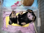 ミニチュアダックス 子犬 ブラック＆クリーム 男の子 エドの赤ちゃん 11/14生まれ