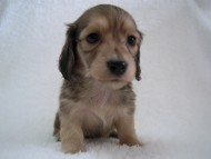 カニンヘン 子犬 シェーデットクリーム 男の子 アンジュの赤ちゃん 11/25生まれ カニンヘン 子犬 シェーデットクリーム 男の子 アンジュの赤ちゃん 11/25生まれ