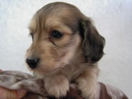 カニンヘン 子犬 シェーデットクリーム 男の子 アンジュの赤ちゃん 11/25生まれ カニンヘン 子犬 シェーデットクリーム 男の子 アンジュの赤ちゃん 11/25生まれ