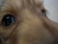 カニンヘン 子犬 シェーデットクリーム 男の子 アンジュの赤ちゃん 11/25生まれ カニンヘン 子犬 シェーデットクリーム 男の子 アンジュの赤ちゃん 11/25生まれ