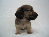 カニンヘン 子犬 シェーデットクリーム 男の子 アンジュの赤ちゃん 11/25生まれ カニンヘン 子犬 シェーデットクリーム 男の子 アンジュの赤ちゃん 11/25生まれ