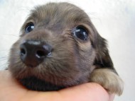 カニンヘン 子犬 シェーデットクリーム 男の子 アンジュの赤ちゃん 11/25生まれ カニンヘン 子犬 シェーデットクリーム 男の子 アンジュの赤ちゃん 11/25生まれ