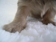 カニンヘン 子犬 シェーデットクリーム 男の子 アンジュの赤ちゃん 11/25生まれ カニンヘン 子犬 シェーデットクリーム 男の子 アンジュの赤ちゃん 11/25生まれ