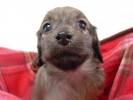 カニンヘン 子犬 シェーデットクリーム 男の子 アンジュの赤ちゃん 11/25生まれ カニンヘン 子犬 シェーデットクリーム 男の子 アンジュの赤ちゃん 11/25生まれ