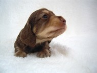 カニンヘン 子犬 チョコ&クリーム 男の子 ティアラの赤ちゃん 12/14生まれ カニンヘン 子犬 チョコ&クリーム 男の子 ティアラの赤ちゃん 12/14生まれ