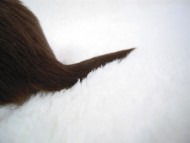 カニンヘン 子犬 チョコ＆クリーム 男の子 ティアラの赤ちゃん 1２/１４生まれ