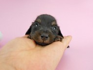 パセリ & ナイトの子犬 ブラックイエロー（ブラッククリーム） 男の子 お写真初登場