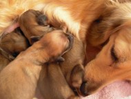 カニンヘンのマンドレが1月3日出産しました。 シェーデットクリーム　男の子２　女の子2　計4頭です。