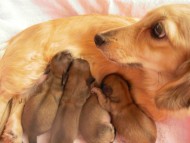 カニンヘンのマンドレが1月3日出産しました。 シェーデットクリーム　男の子２　女の子2　計4頭です。