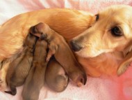 カニンヘンのマンドレが1月3日出産しました。 シェーデットクリーム　男の子２　女の子2　計4頭です。