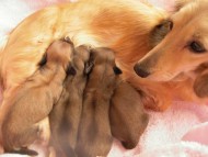 カニンヘンのマンドレが1月3日出産しました。 シェーデットクリーム　男の子２　女の子2　計4頭です。