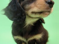 ミニチュアダックス 子犬 ブラック＆クリーム 男の子 エドの赤ちゃん 11/14生まれ