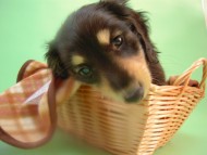 ミニチュアダックス 子犬 ブラック&クリーム 男の子 エドの赤ちゃん 11/14生まれ ミニチュアダックス 子犬 ブラック&クリーム 男の子 エドの赤ちゃん 11/14生まれ